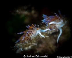 Cratena by Andrea Falcomata' 